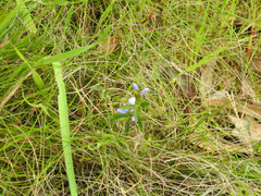 Comesperma volubile