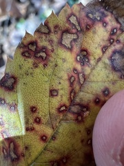 Rosisphaerella rosicola