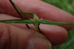 Rhynchospora radicans microcephala