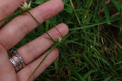 Rhynchospora radicans microcephala