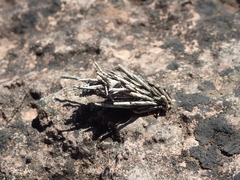 Canephora hirsuta