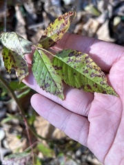 Rosisphaerella rosicola