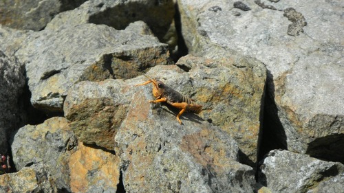 Tebacris nigrisoma