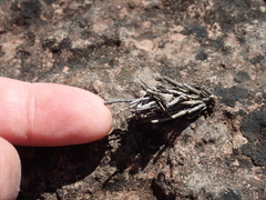 Canephora hirsuta