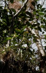 Epidendrum nocturnum