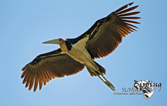 Lesser Adjutant photo 3