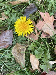 Taraxacum