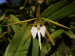 Epidendrum nocturnum