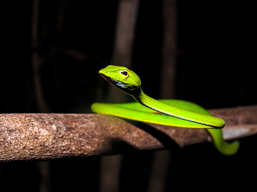 Oriental Whipsnake, photo 6 of 7