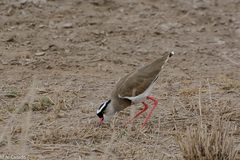 Vanellus coronatus