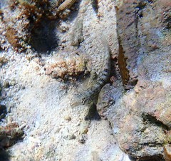 Parapercis australis