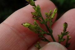 Justicia martinsoniana