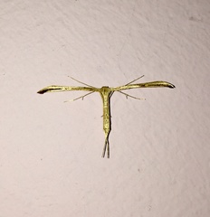 Emmelina monodactyla