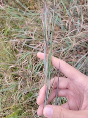 Andropogon cretaceus
