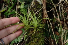 Guzmania