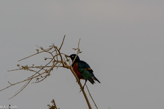 Lamprotornis superbus