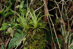 Guzmania