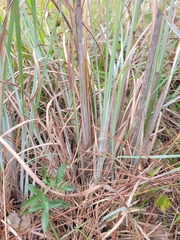 Andropogon cretaceus