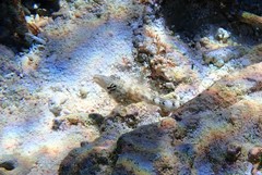 Parapercis australis