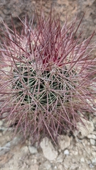 Echinomastus johnsonii