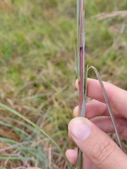 Andropogon cretaceus