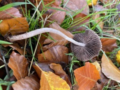 Psathyrella bipellis