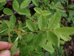 Rosa woodsii