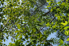 Zanthoxylum ailanthoides ailanthoides