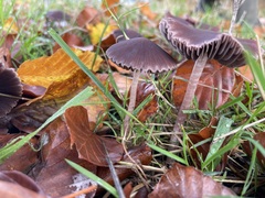 Psathyrella bipellis