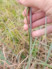 Andropogon cretaceus
