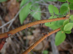 Rosa woodsii