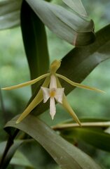 Epidendrum nocturnum