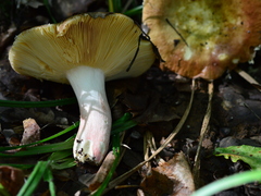 Russula alutacea