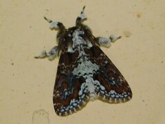Dasychira goodii