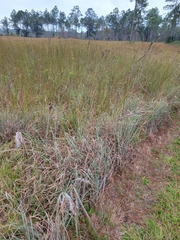 Andropogon cretaceus