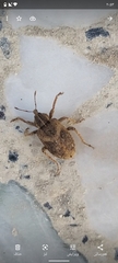 Hyperinae
