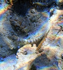 Parapercis australis