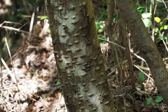Zanthoxylum ailanthoides ailanthoides