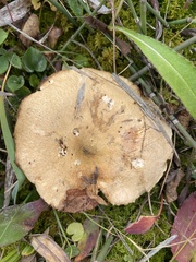 Gyroporus cyanescens