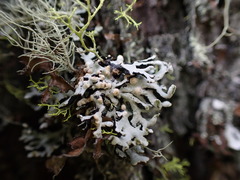 Tremella hypogymniae
