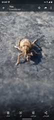Hyperinae