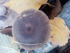 Tricholoma fulvum