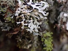 Tremella hypogymniae