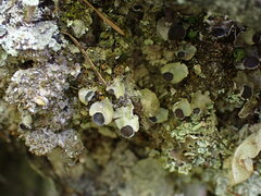 Peltigera venosa