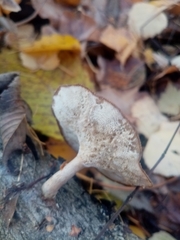 Tricholoma fulvum