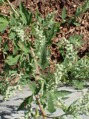 Peronospora variabilis