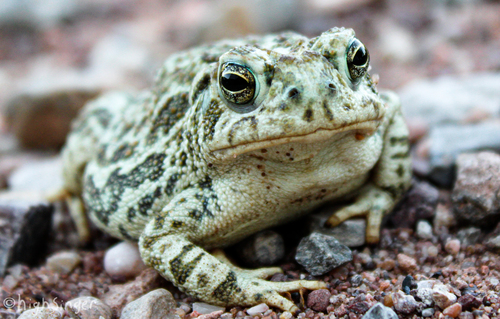 Great Plains Toad