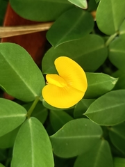 Arachis