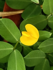 Arachis