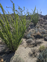 Fouquieria splendens splendens